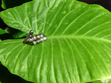 Magnifique bracelet de perles de Tahiti montées sur cuir tressé ajustable en deux longueurs.
